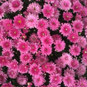 Meet your Posher, Ella